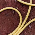 a couple of yellow hoses laying on the ground