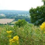 yellow flowers with green leaves near trees
